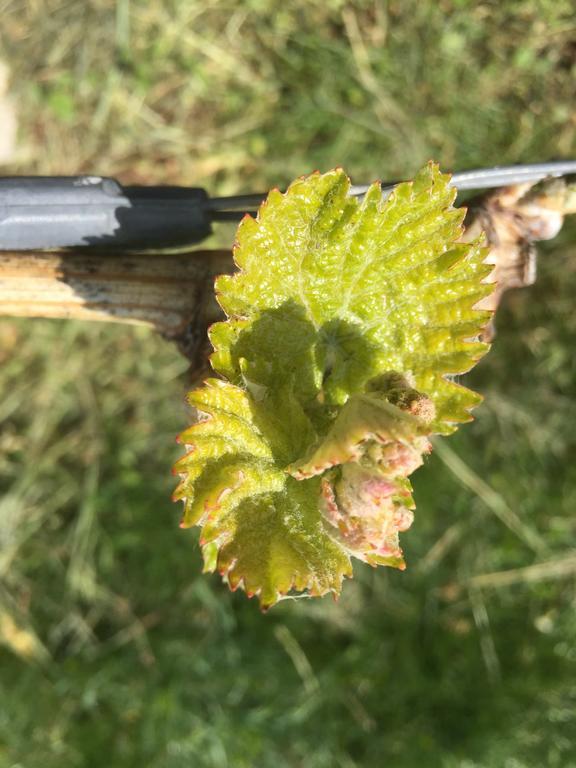 Zweytick Gaestezimmer Weingut Ratsch an der Weinstraße Exteriör bild